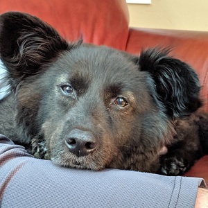 Fundraising Page: Tina Rouleau